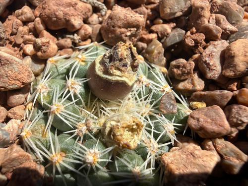 Pediocactus bradyi