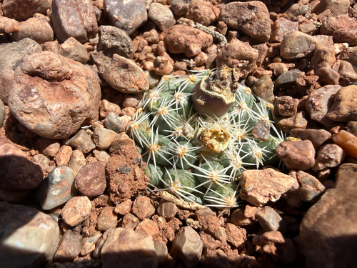 Pediocactus bradyi