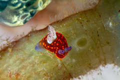 Nembrotha