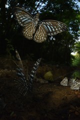 Graphium megarus