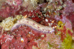 Hypselodoris skyleri