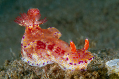 Ceratosoma