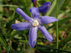 Scilla luciliae