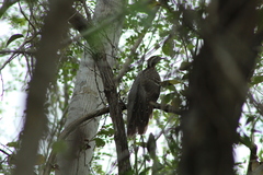 Dromococcyx phasianellus