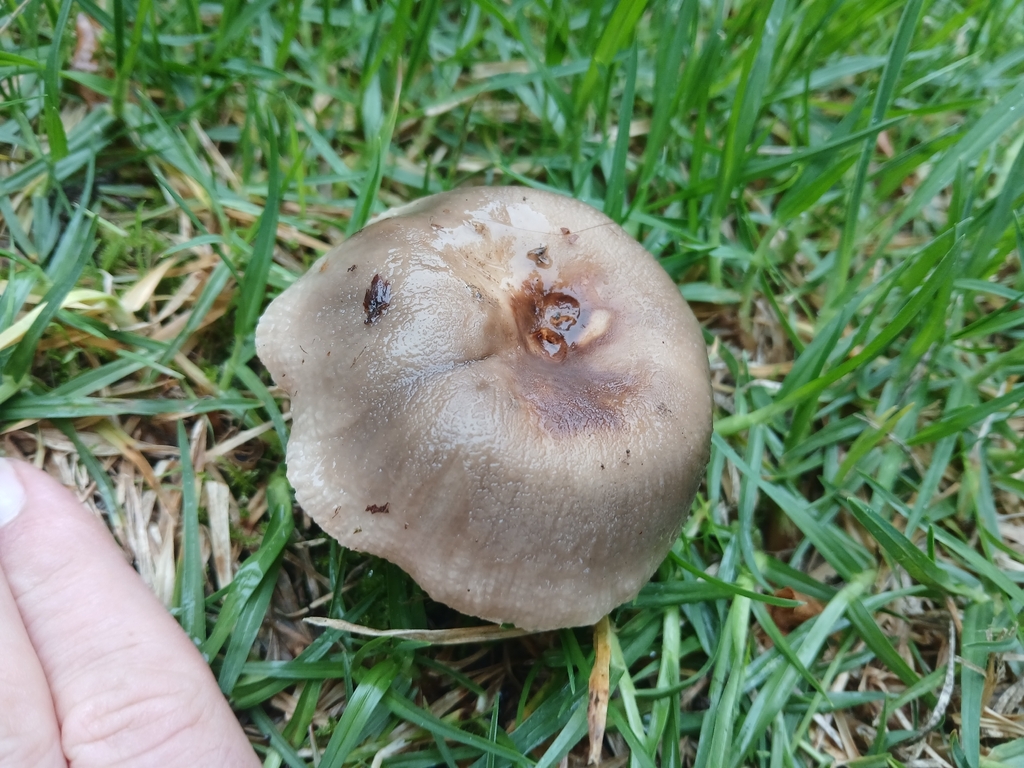 Russula amoenolens
