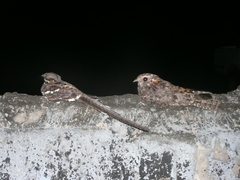 Caprimulgus longipennis