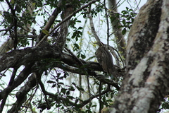 Dromococcyx phasianellus
