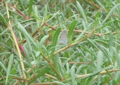 Hemiargus hanno