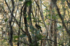 Amblycercus holosericeus