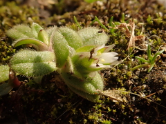 Cerastium semidecandrum
