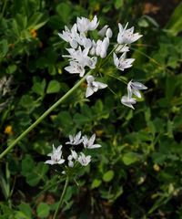 Allium palaestinum
