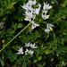 Allium palaestinum - Photo (c) Ron Frumkin, μερικά δικαιώματα διατηρούνται (CC BY-NC), uploaded by Ron Frumkin