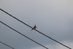 Falco tinnunculus tinnunculus