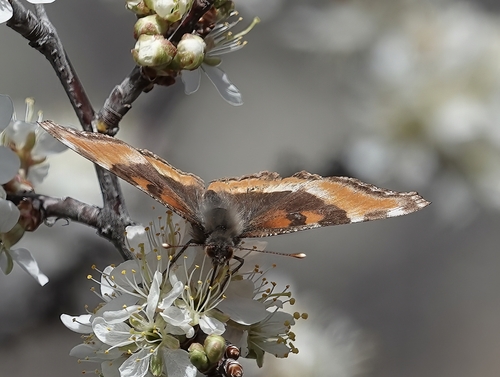 Milbert's Tortoiseshell