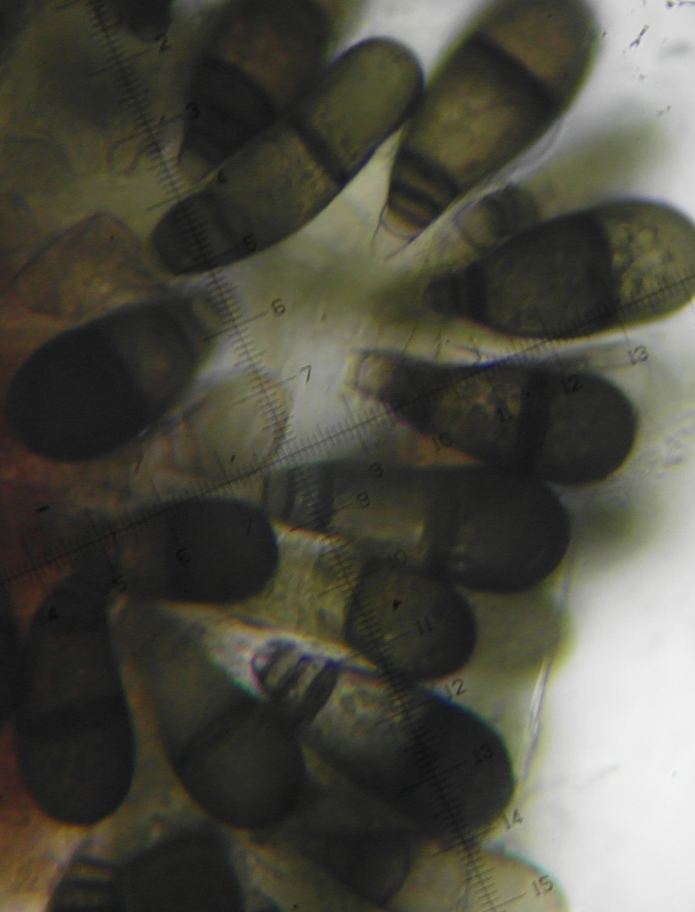 Bactrodesmium obovatum