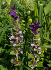 Salvia viridis