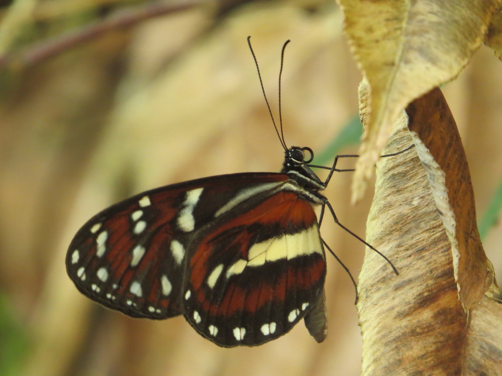 Megoleria