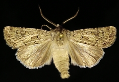 Agrotis orthogonia