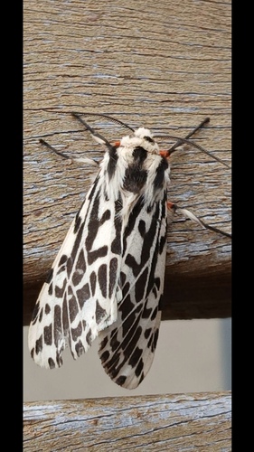 black-and-white tiger moth