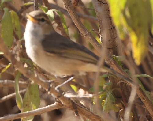 Brown Woodland-Warbler