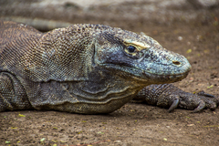 Varanus komodoensis