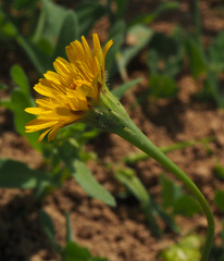 Scorzoneroides laciniata