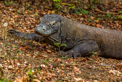 Varanus komodoensis