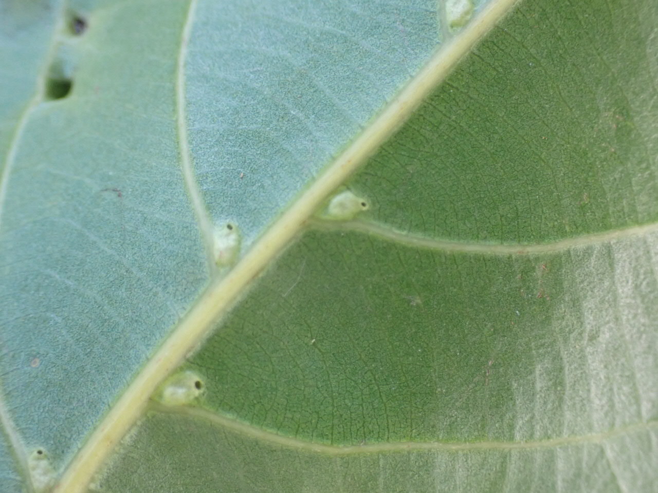 Sao Den — ảnh 3