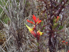 Castilleja talamancensis