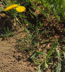 Scorzoneroides laciniata