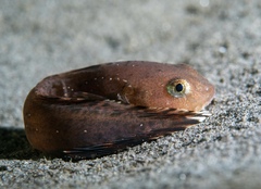 Showy Snailfish photo 5