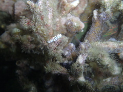 Aeolidioidea