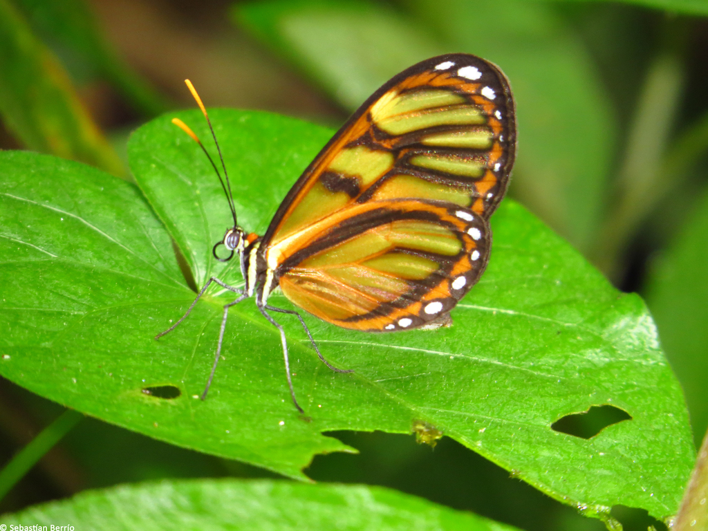 Ithomia iphianassa