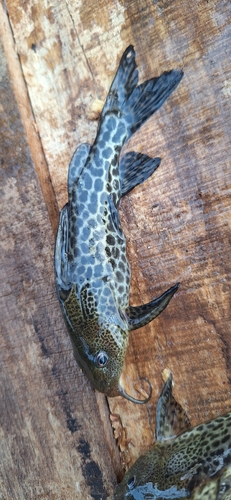 Largespot squeaker (Synodontis macrostigma) — Mochokidae