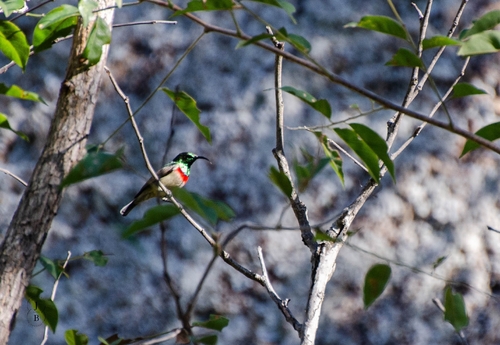iNaturalist image