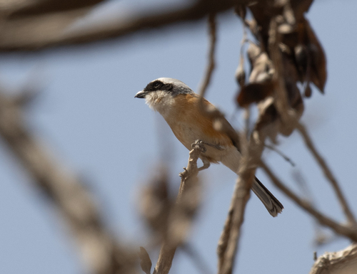 Emin's Shrike (Lanius gubernator), photo 2