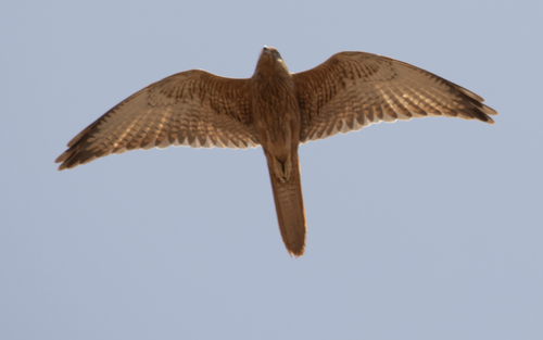 Fox Kestrel (Falco alopex), photo 7