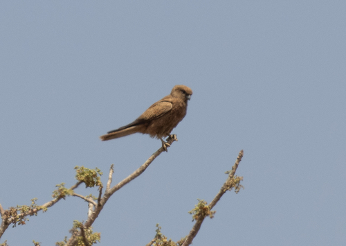 Fox Kestrel (Falco alopex), photo 2