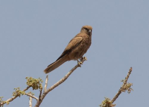 Fox Kestrel (Falco alopex), photo 6