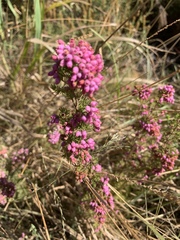 Erica hirtiflora