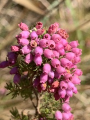Erica hirtiflora