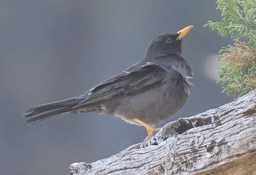Somali Thrush