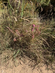 Erica hirtiflora