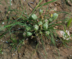 Ornithogalum trichophyllum