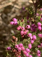 Erica hirtiflora