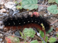 Apantesis incorrupta