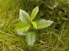 Frangula sphaerosperma