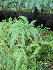 Pteris incompleta
