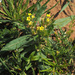 Arnebia decumbens - Photo 由 Ron Frumkin 所上傳的 (c) Ron Frumkin，保留部份權利CC BY-NC