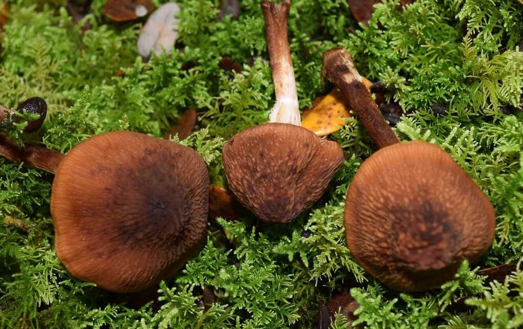 Descolea phlebophora · April 2026 · photo: © davidwhyte (iNaturalist, cc-by-sa)